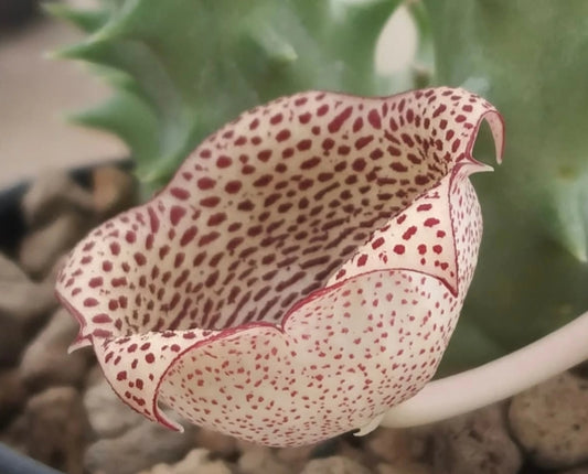 Huernia ' Depression ' hybrid seeds