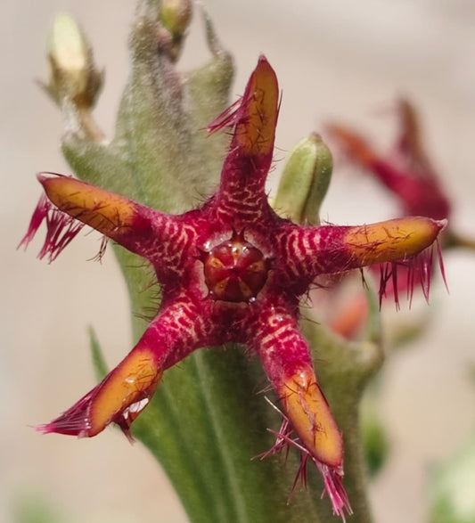 Caralluma x rhytidocaulon ' Variegated ' seeds