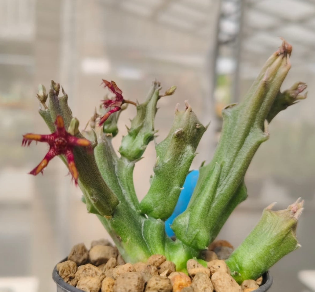 Caralluma x rhytidocaulon ' Variegated ' seeds