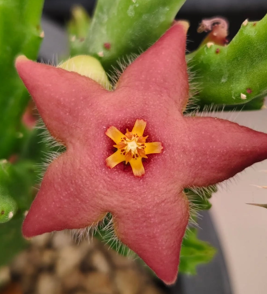 Stapelia divaricata pink seeds