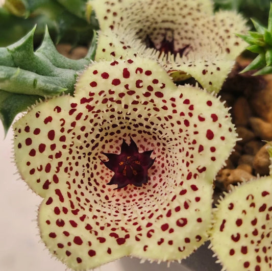 Stapelianthus x huernia ' Pretty Points' hybrid seeds