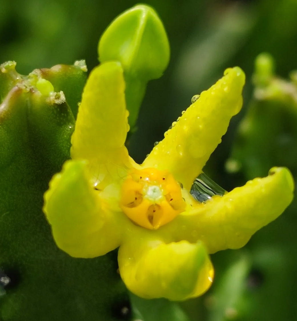 Monolluma ( Caralluma ) quadrangula seeds