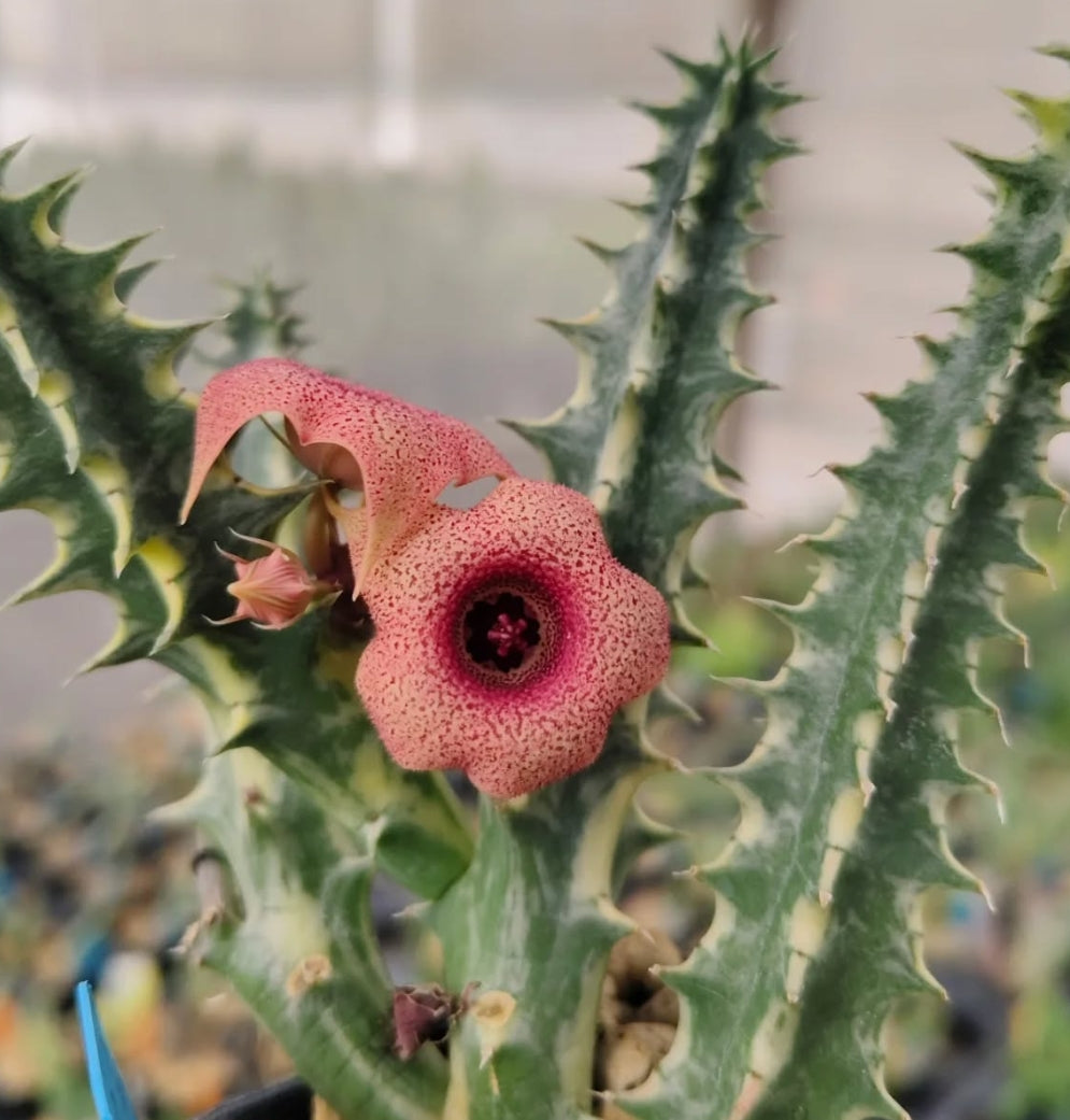 Huernia 'Variegated' seeds