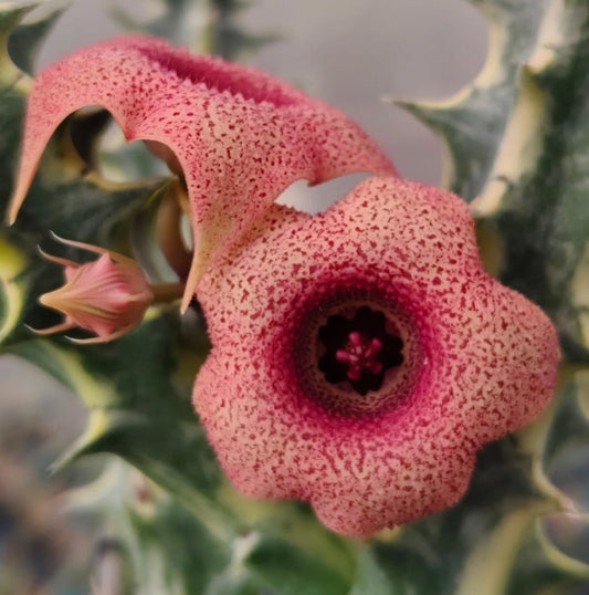 Huernia 'Variegated' seeds