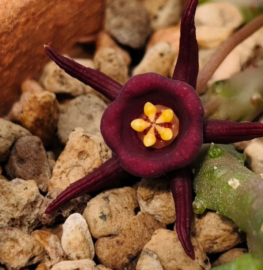 Duvalia immaculata seeds