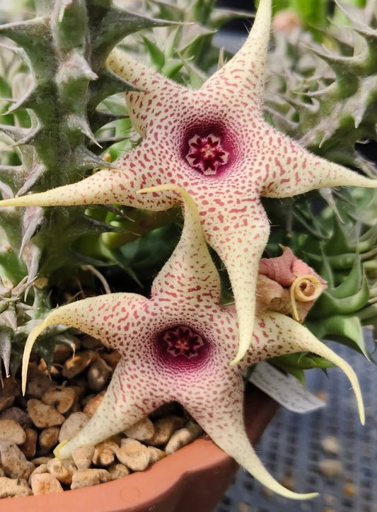 Orbea x huernia ' Soft Colour' hybrid seeds