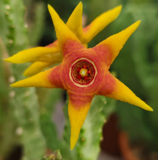 Monolluma 'Candle Flame' hybrid seeds