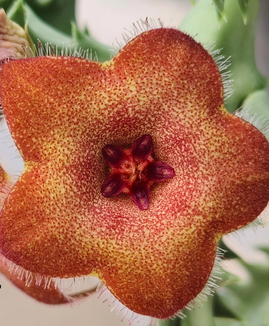 Orbea melanantha hybrid seeds