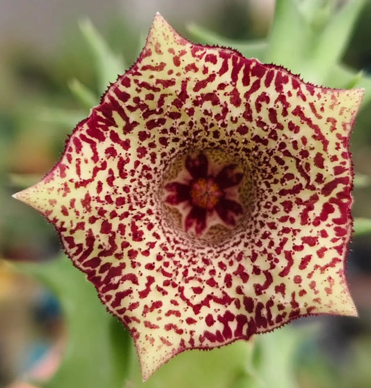 Huernia 'Sugar' hybrid seeds