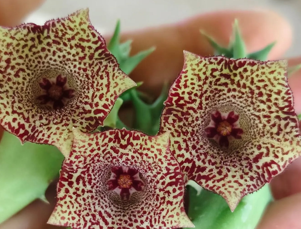 Huernia 'Sugar' hybrid seeds