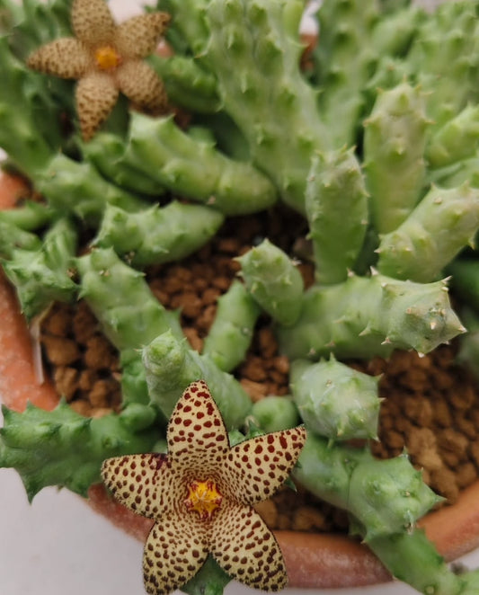 Stapelianthus madagascariensis x Piaranthus foetidus hybrid seeds