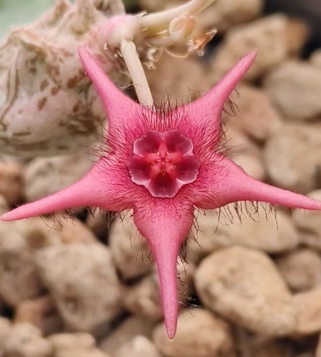 Duvalia x Stapelia ' Imagination ' hybrid seeds