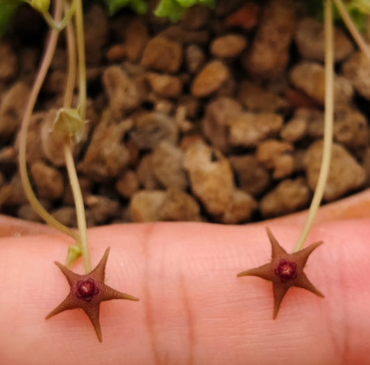 Stapelia parvula seeds