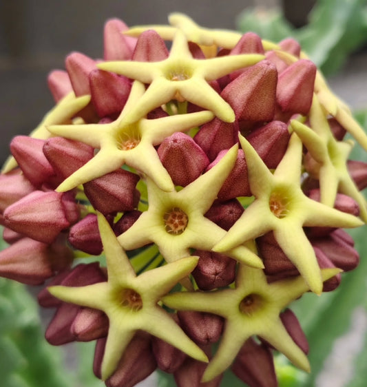 Caralluma acutangula x Desmidorchis tardellii hybrid seeds