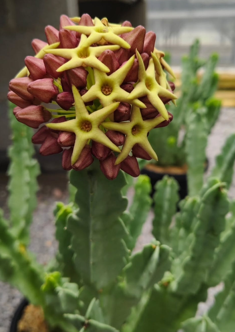 Caralluma acutangula x Desmidorchis tardellii hybrid seeds