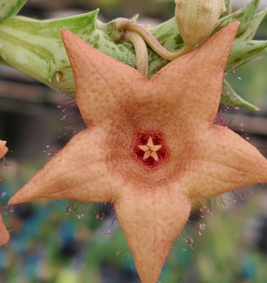Duvalia sulcata x Whitesloanea crassa ' Peaches ' hybrid seeds
