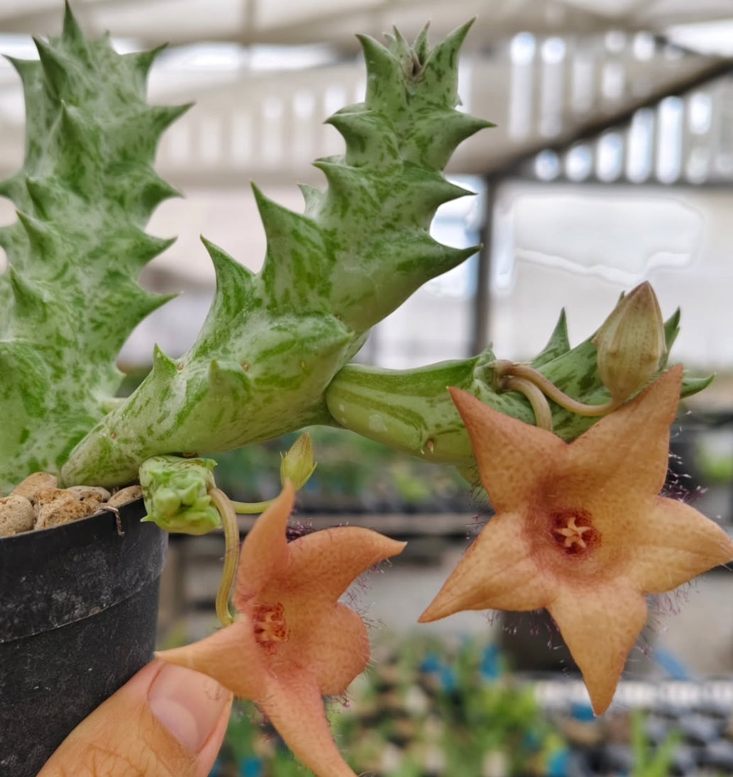 Duvalia sulcata x Whitesloanea crassa ' Peaches ' hybrid seeds