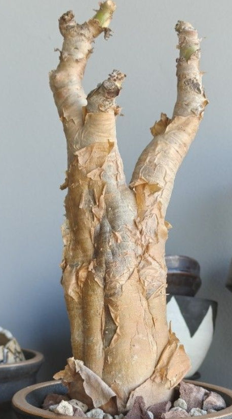 Cyphostemma currori seeds