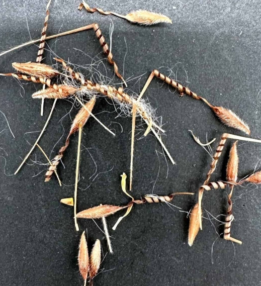 Pelargonium alternans seeds