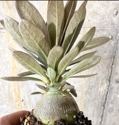 Adenium socotranum seeds