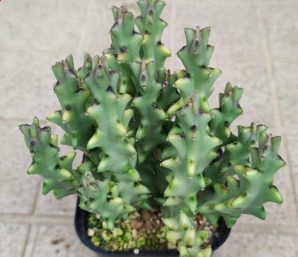 Monolluma ( Caralluma ) socotrana seeds