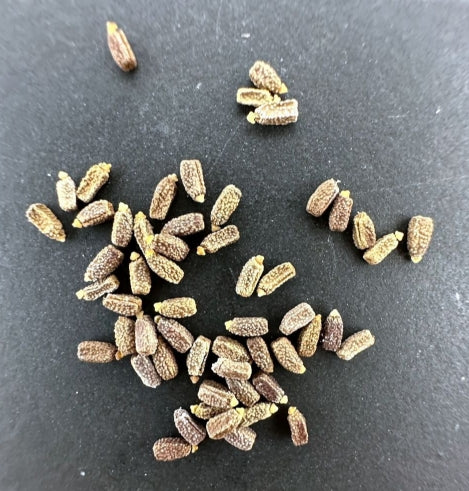 Euphorbia magnifica seeds