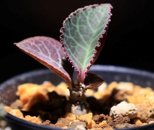 Euphorbia magnifica seeds