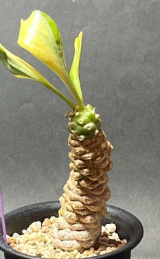 Euphorbia poissonii seeds