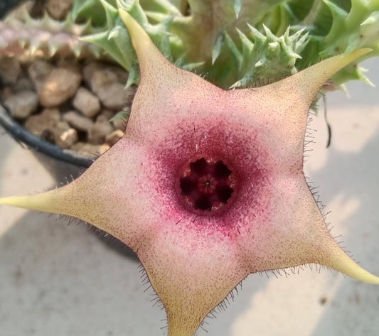 Orbea x Huernia ' Hyper ' hybrid seeds