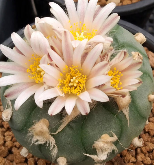 Lophophora koehresii seeds