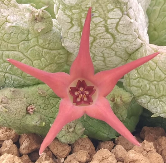 Stapelianthus insignis x Pseudolithos migiurtinus ' Cherry ' hybrid seeds