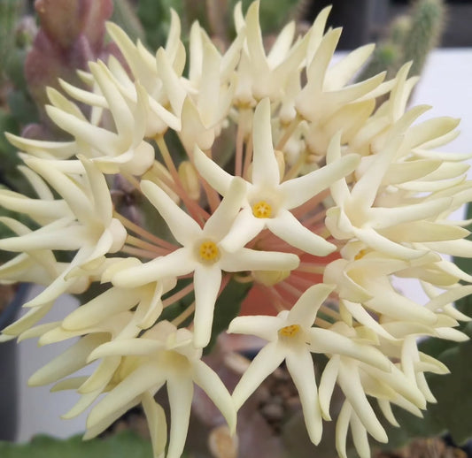 Desmidorchis tardellii seeds