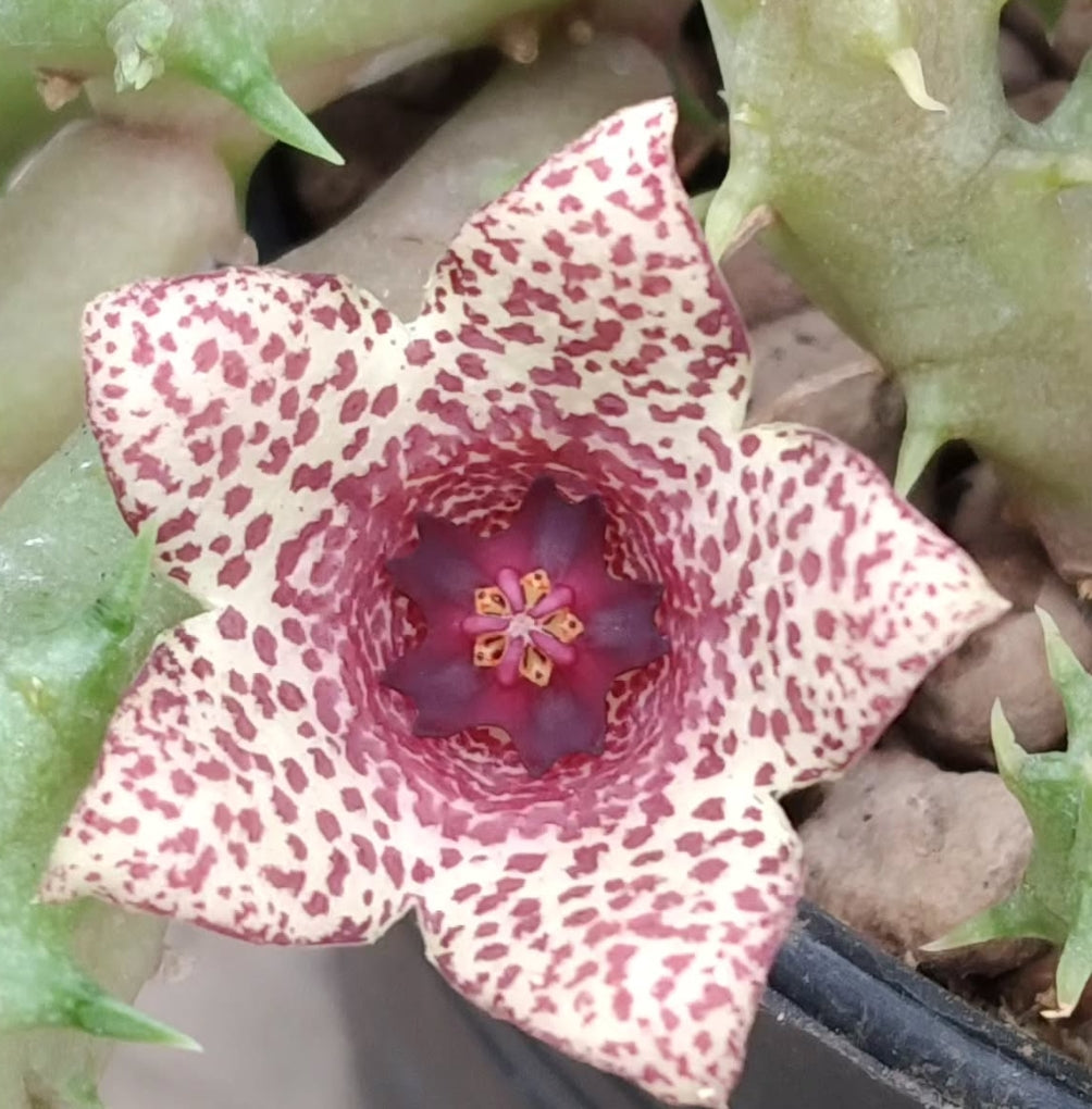 Stapelianthus x Huernia ' Scattered Dots ' hybrid seeds