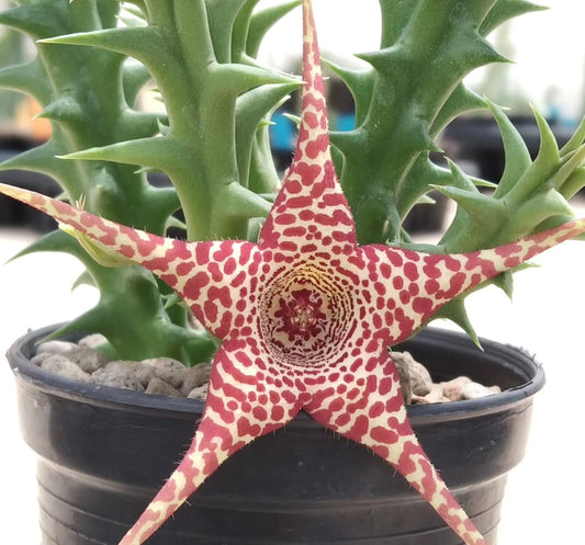 Orbea x Huernia ' Phoenix ' hybrid seeds