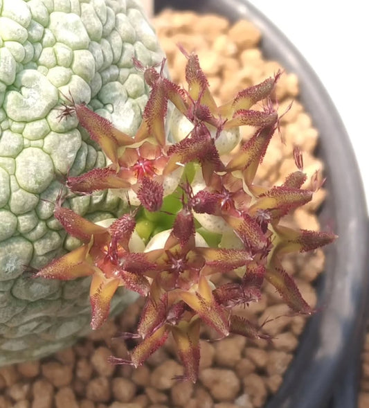 Pseudolithos migiurtinus seeds