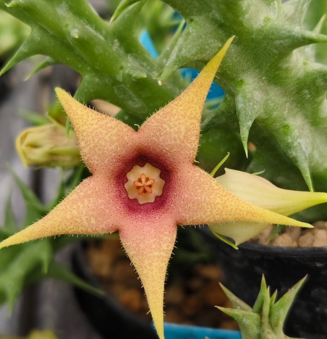 Orbea x Huernia ' Yellow Pastel ' hybrid seeds