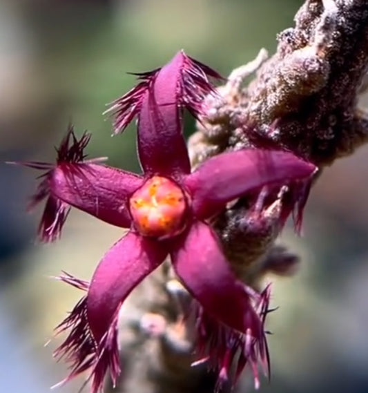 Rhytidocaulon ciliatum red seeds