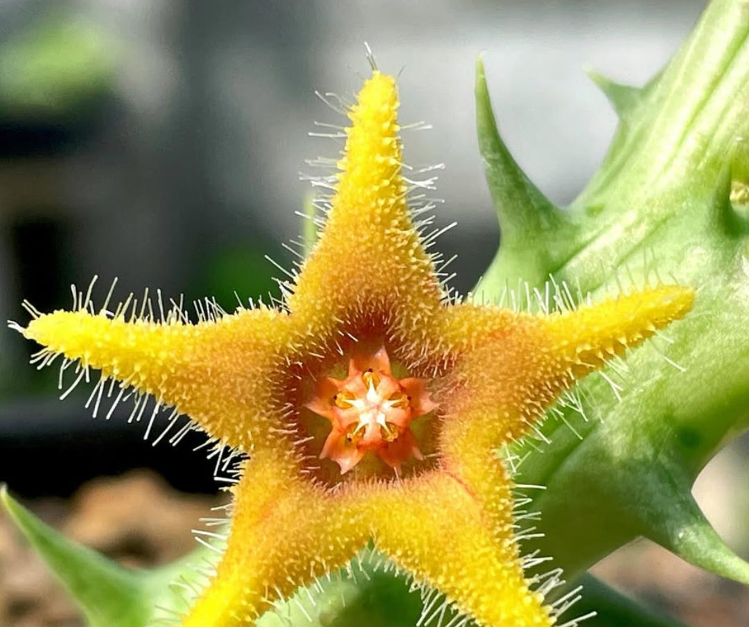 Orbea ‘ double star ‘ Hybrid seeds