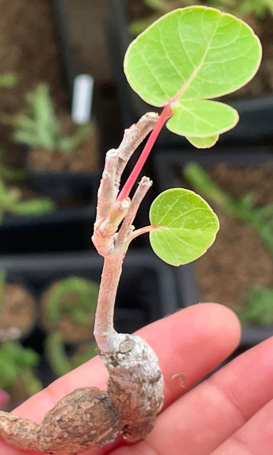 Boswellia ovalifoliolata seeds