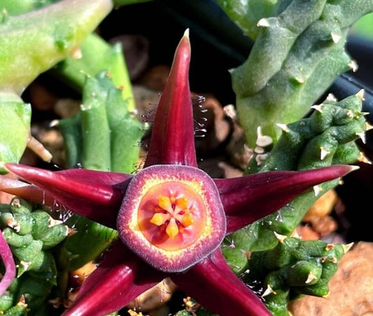 Duvalia caespitosa seeds