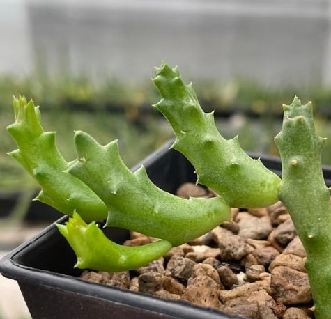 Duvalia caespitosa seeds