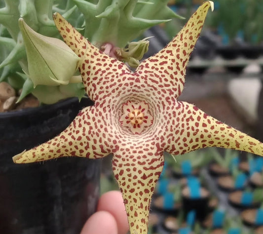 Huernia 'Pandora' hybrid seeds