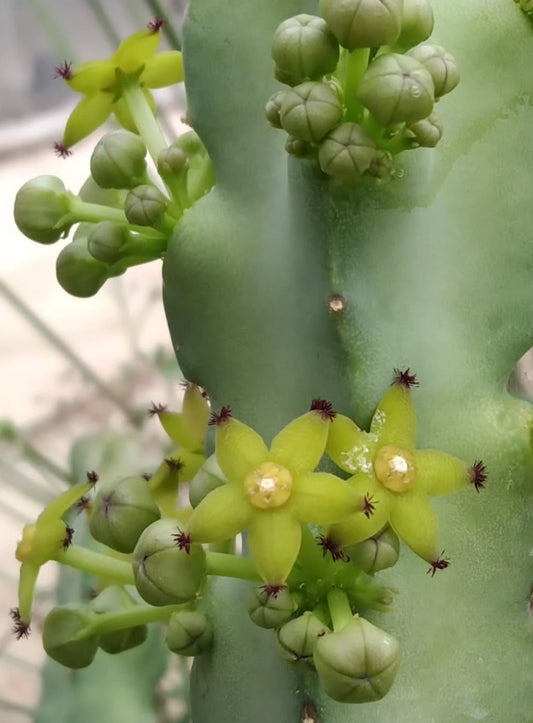 Caralluma penicillata seeds