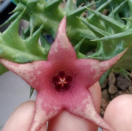 Huernia Pink Vanilla hybrid seeds