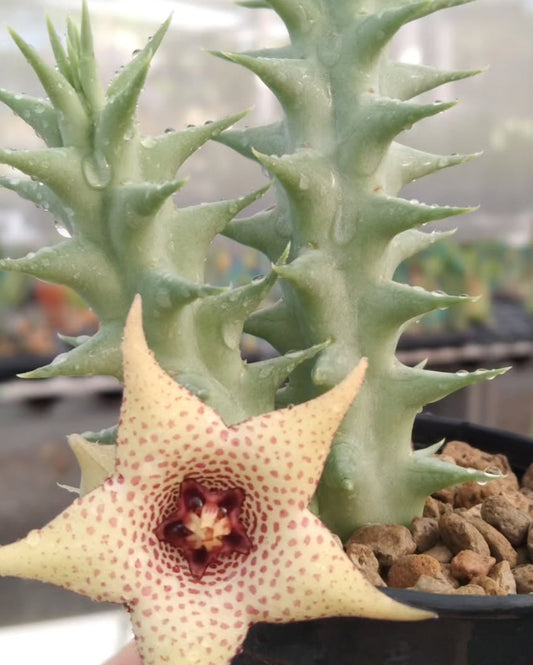 Orbea x Huernia ' Vanilla Cream ' hybrid seeds