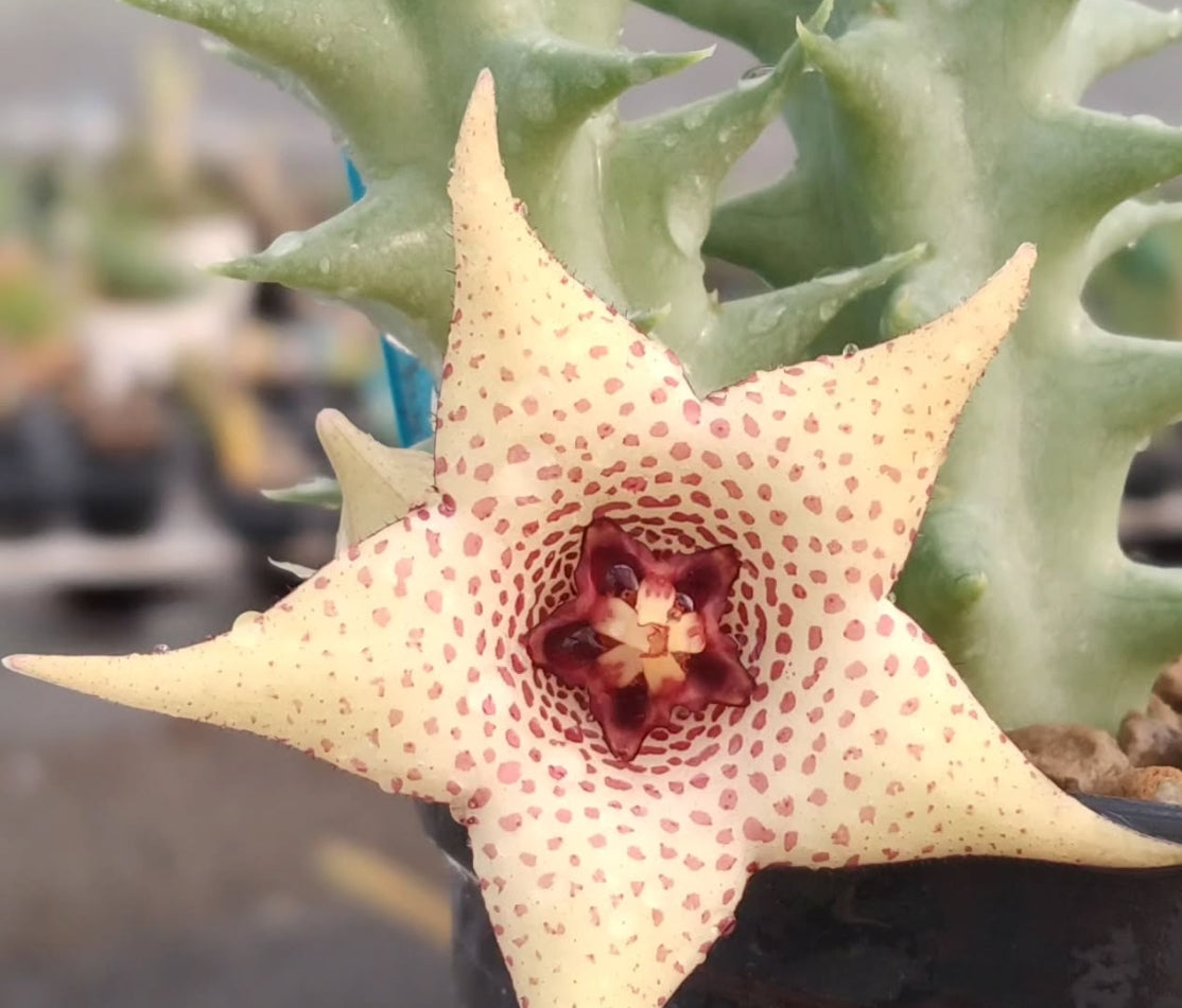Orbea x Huernia ' Vanilla Cream ' hybrid seeds