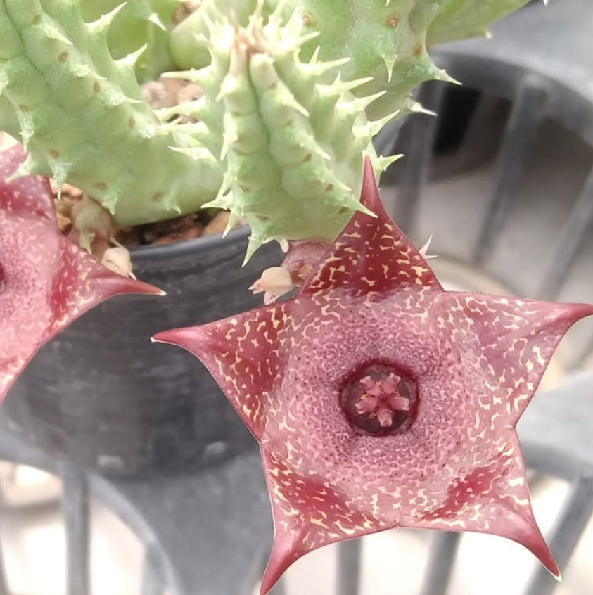 Duvalia x Huernia ' Griffin' hybrid seeds