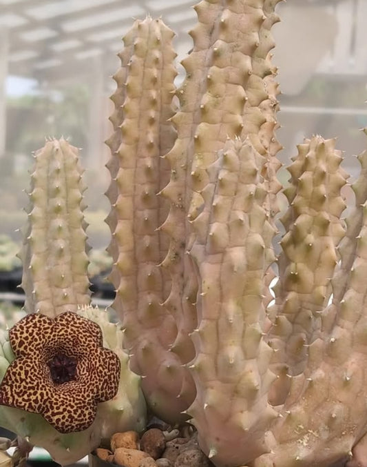 Lavrania hybrid seeds