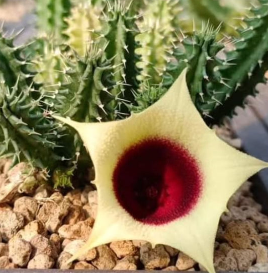 Tavaresia ' Moon' hybrid seeds