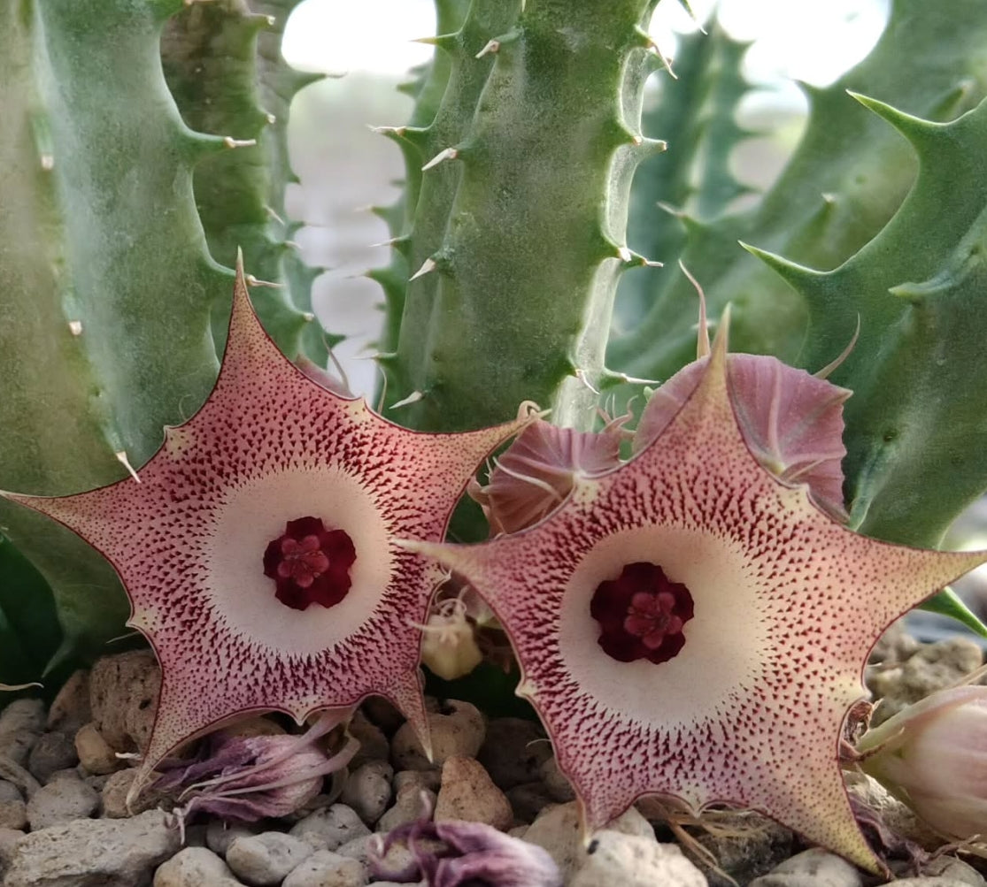 Huernia 'Sweety Rose' hybrid seeds
